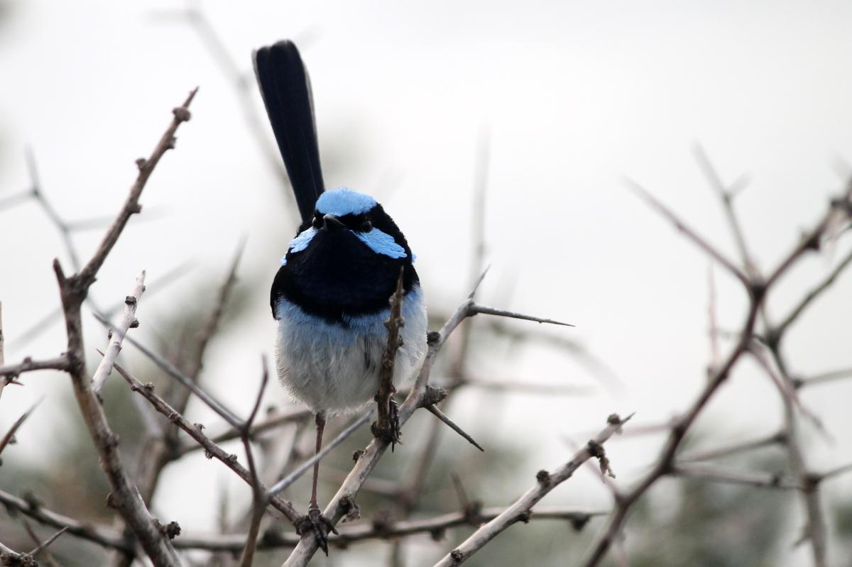 Superb Fairywren (Malurus cyaneus)