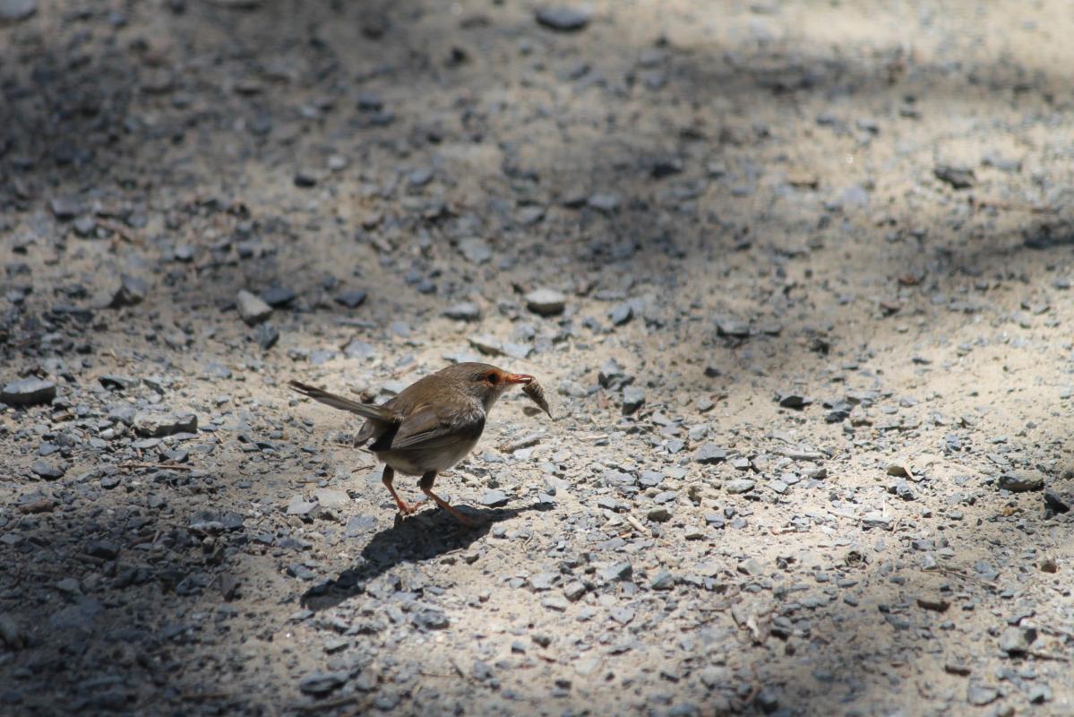 Superb Fairywren (Malurus cyaneus)