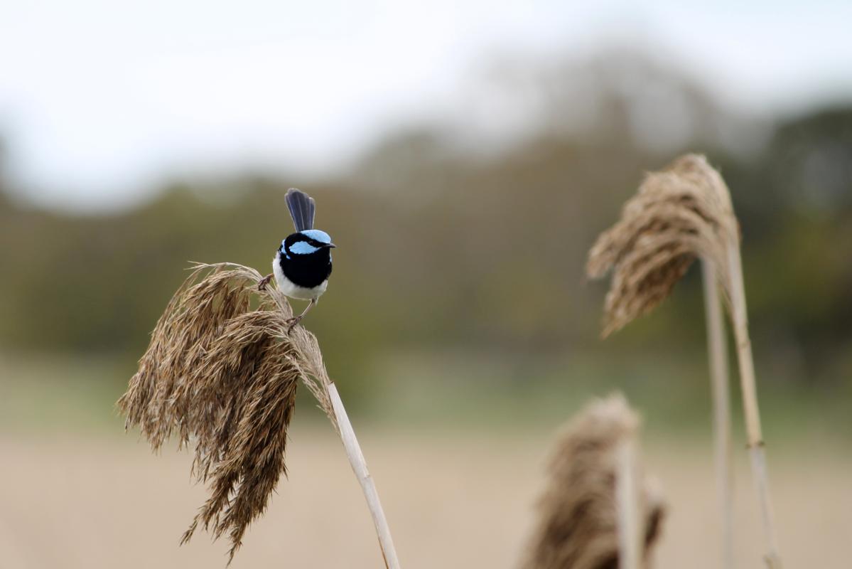 Superb Fairywren (Malurus cyaneus)