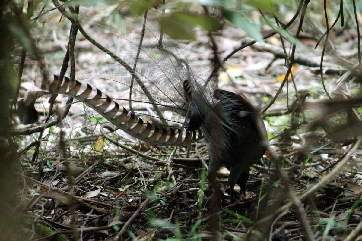 Superb Lyrebird (Menura novaehollandiae)