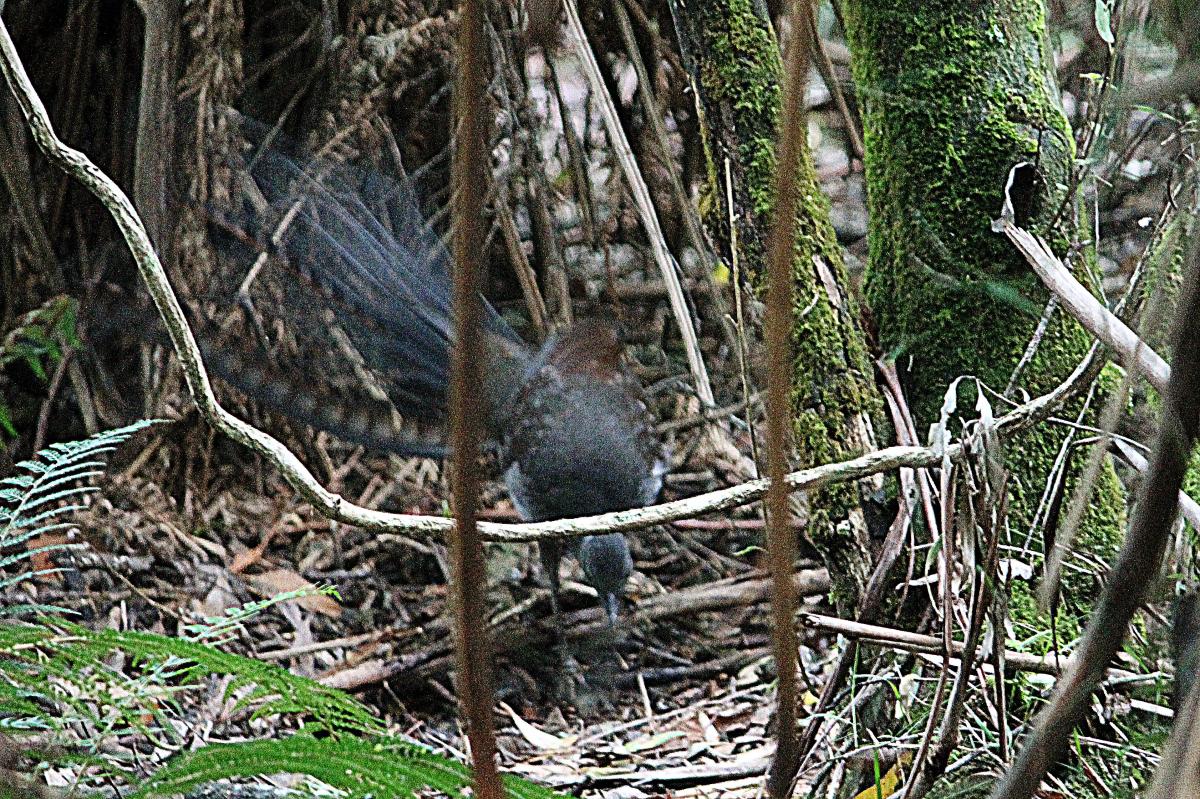 Superb Lyrebird (Menura novaehollandiae)