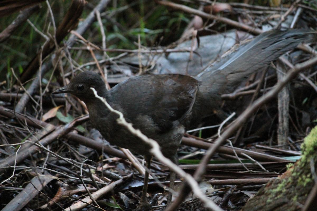 Superb Lyrebird (Menura novaehollandiae)