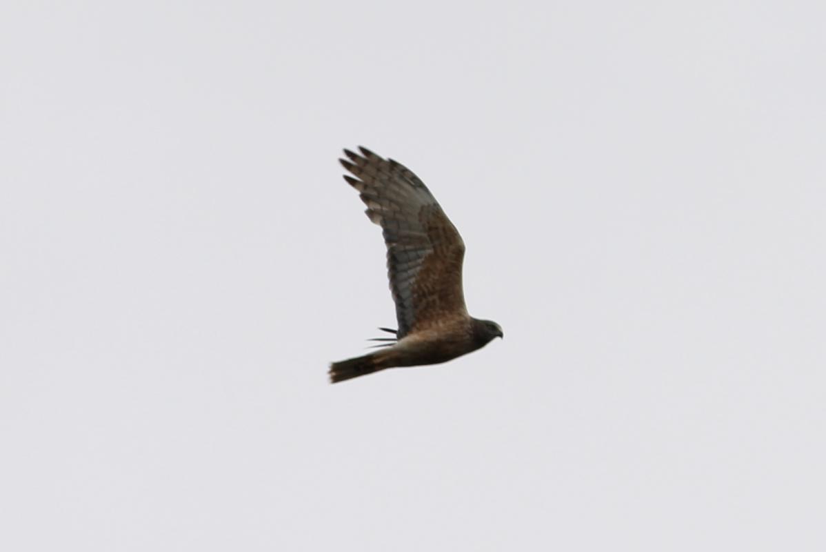 Swamp Harrier (Circus approximans)