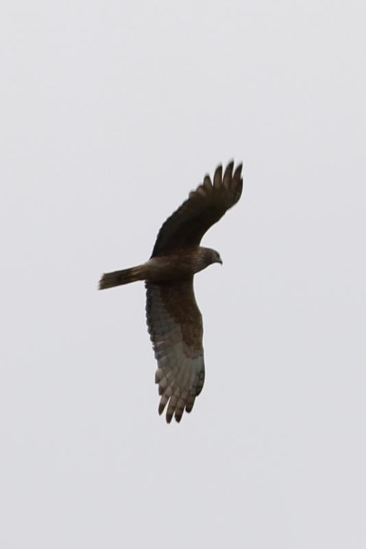 Swamp Harrier (Circus approximans)