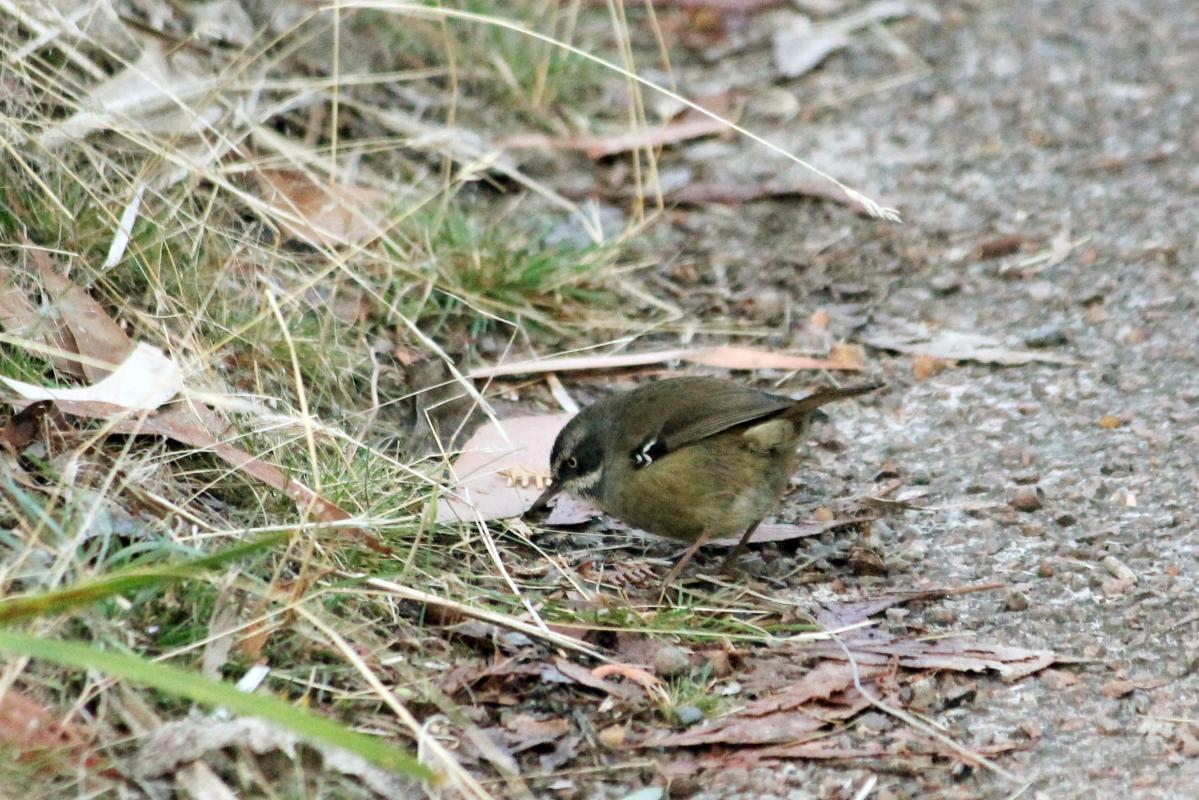 White-browed Scrubwren (Sericornis frontalis)