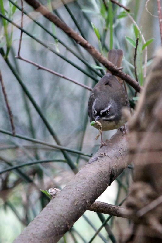 White-browed Scrubwren (Sericornis frontalis)