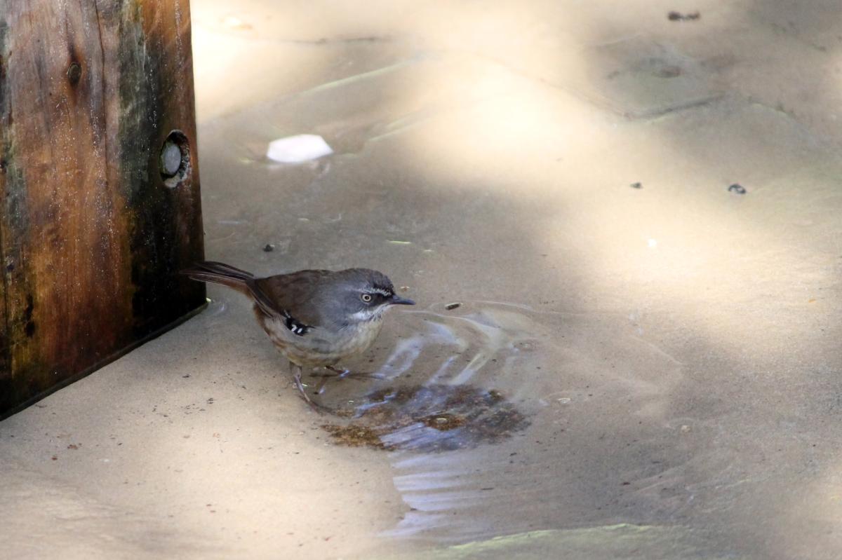 White-browed Scrubwren (Sericornis frontalis)