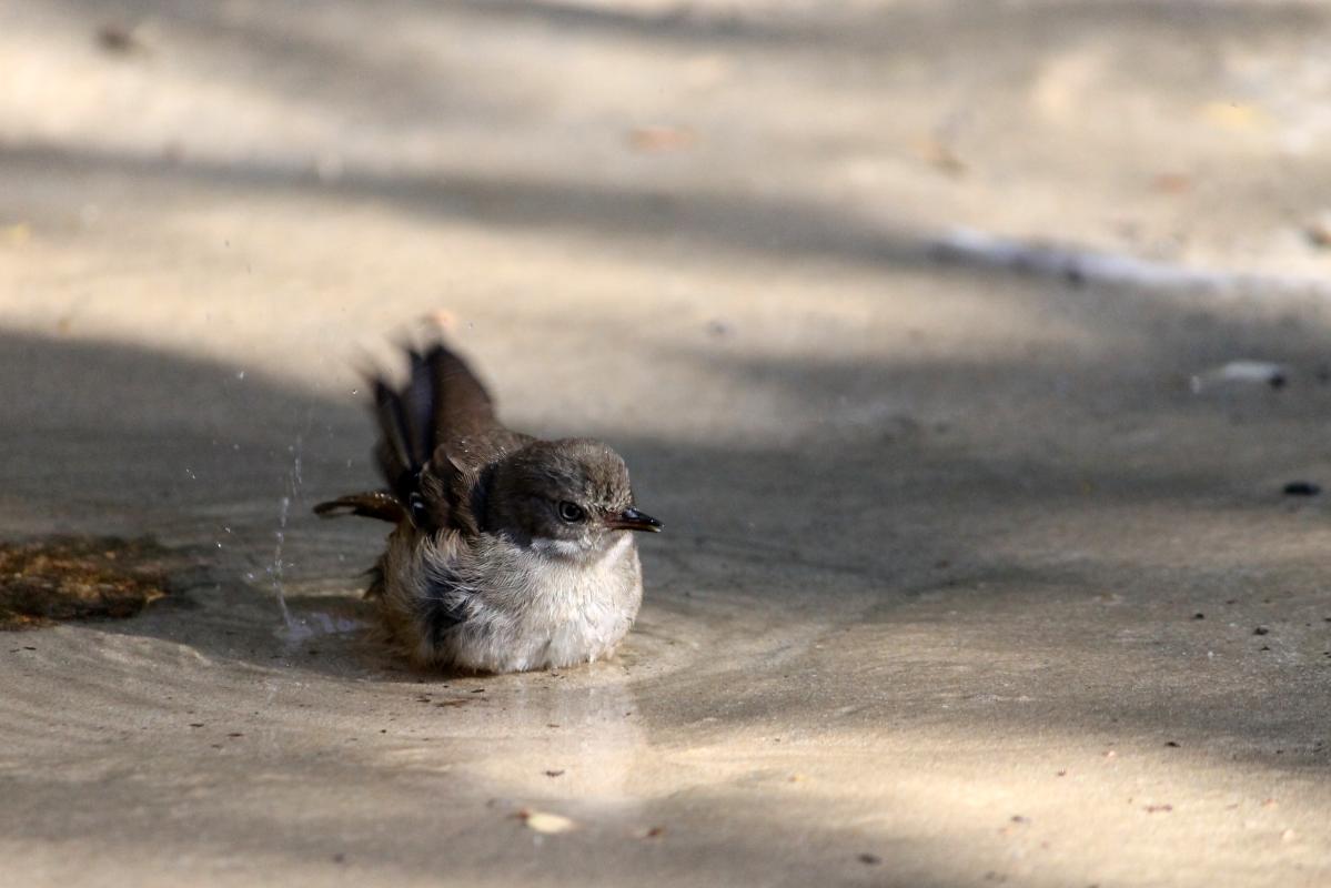 White-browed Scrubwren (Sericornis frontalis)