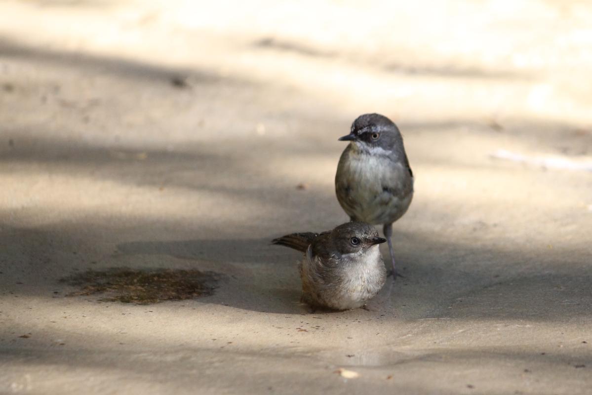 White-browed Scrubwren (Sericornis frontalis)