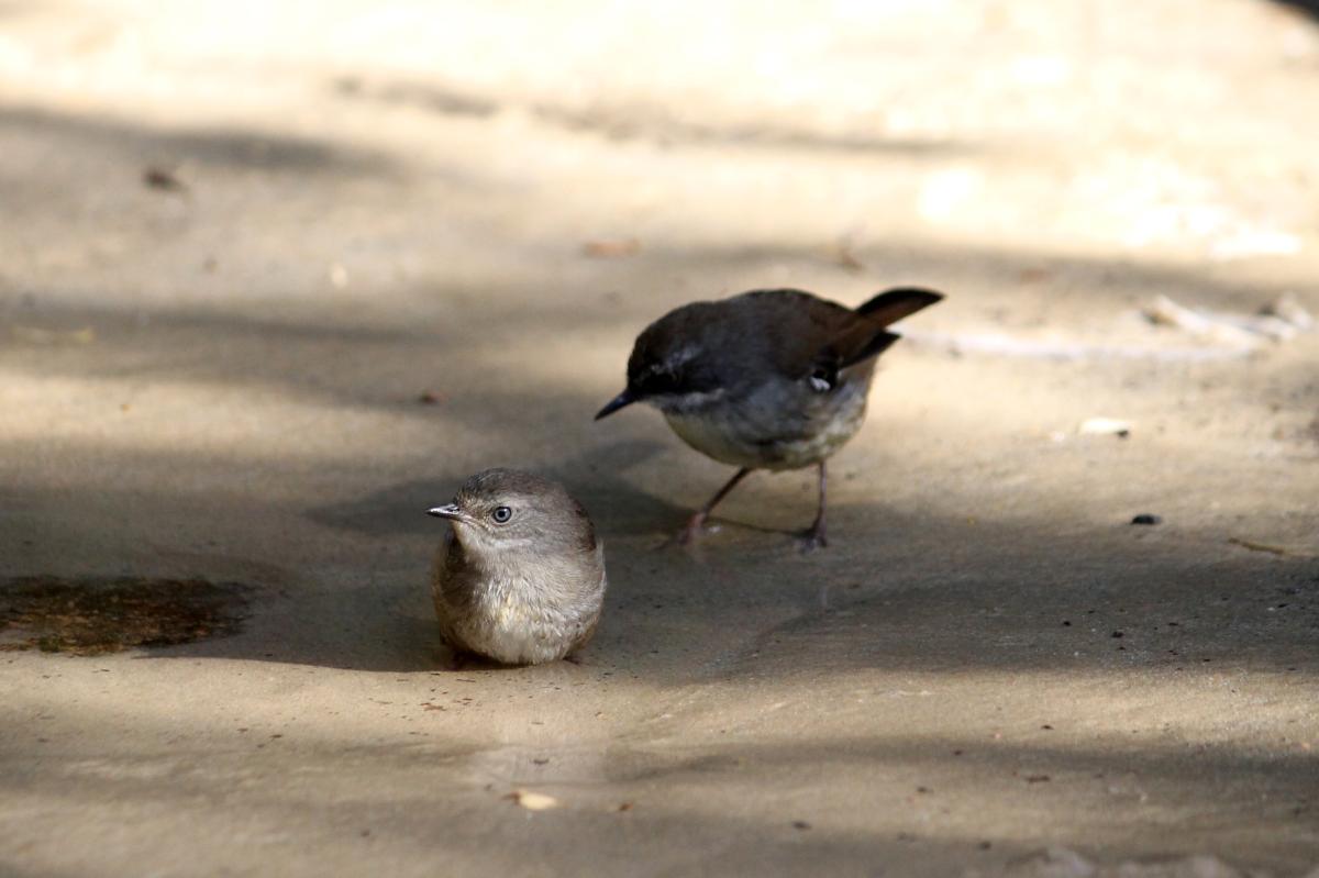 White-browed Scrubwren (Sericornis frontalis)