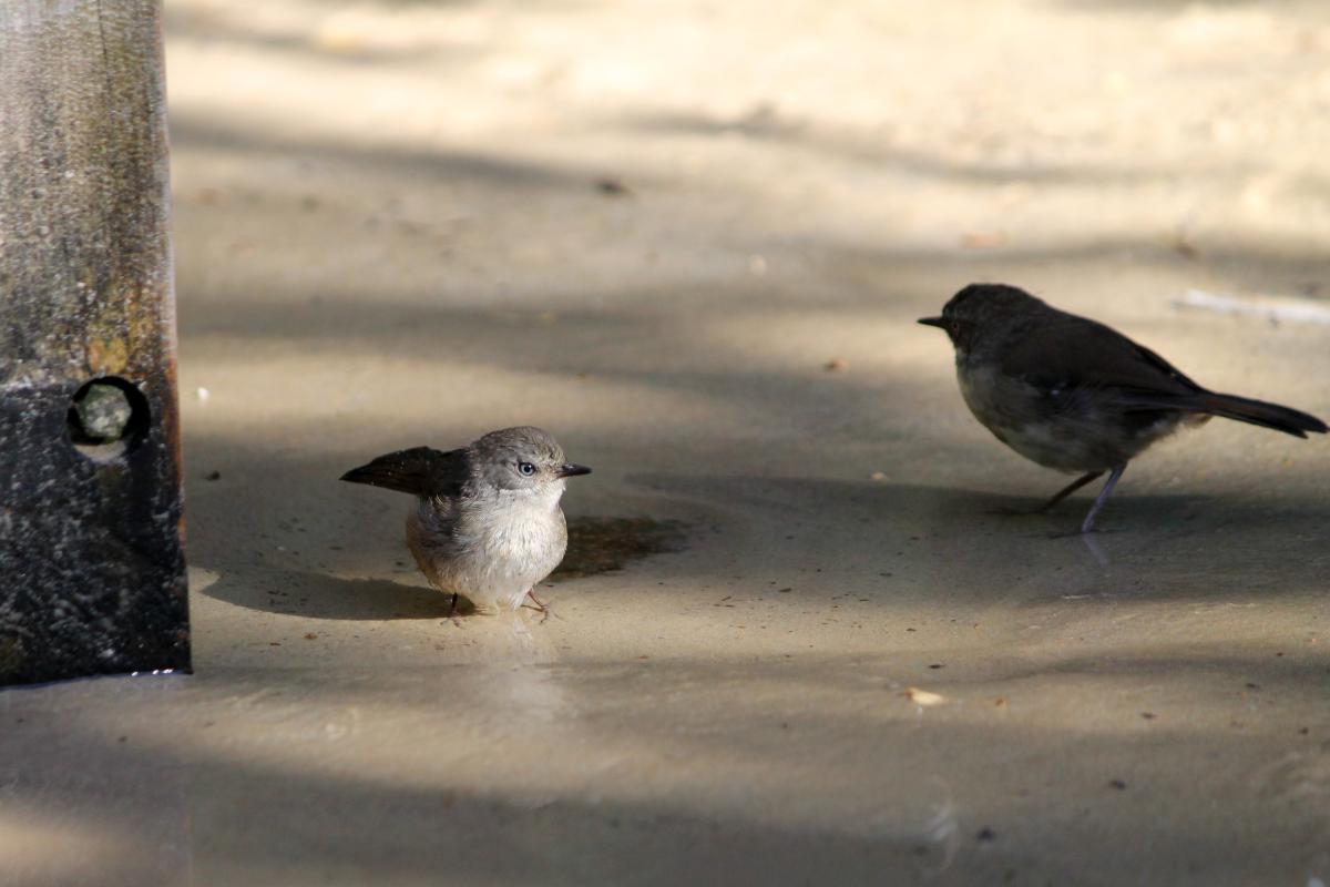 White-browed Scrubwren (Sericornis frontalis)