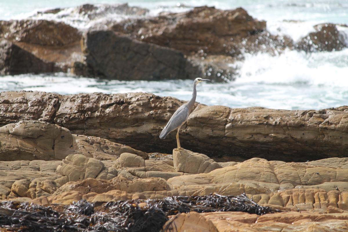 White-faced Heron (Egretta novaehollandiae)