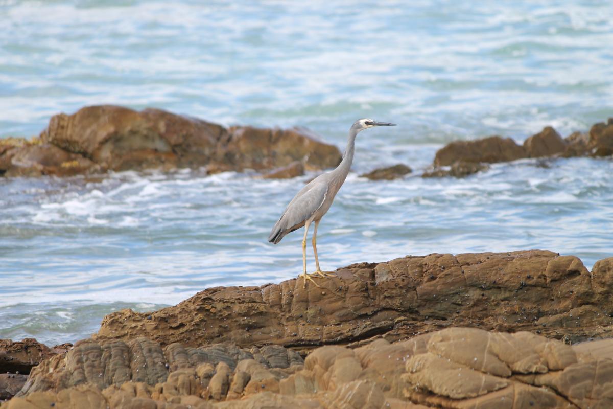 White-faced Heron (Egretta novaehollandiae)