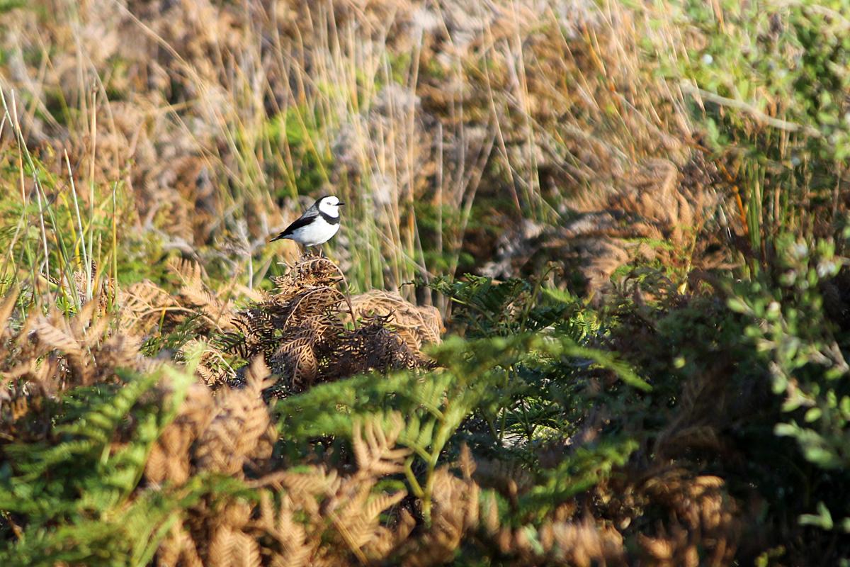 White-fronted Chat (Epthianura albifrons)