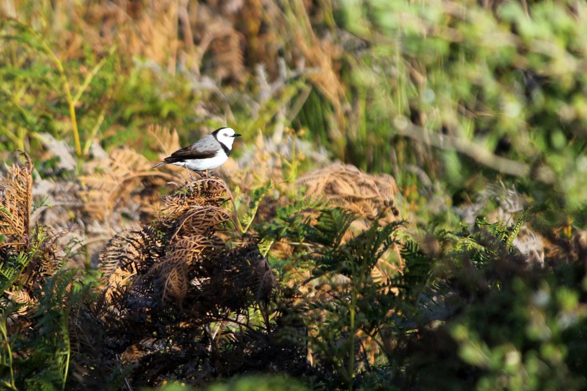 White-fronted Chat (Epthianura albifrons)