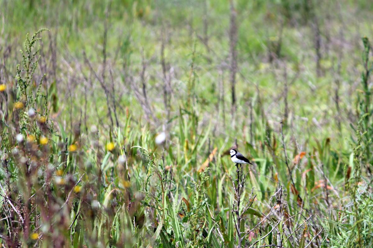 White-fronted Chat (Epthianura albifrons)