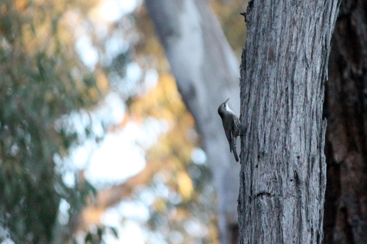 White-throated Treecreeper (Cormobates leucophaea)