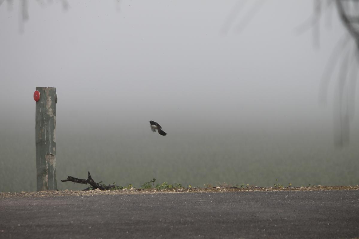 Willie Wagtail (Rhipidura leucophrys)