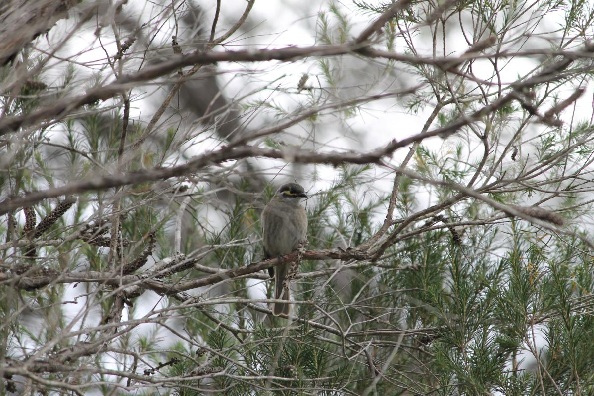 Yellow-faced Honeyeater (Lichenostomus chrysops)