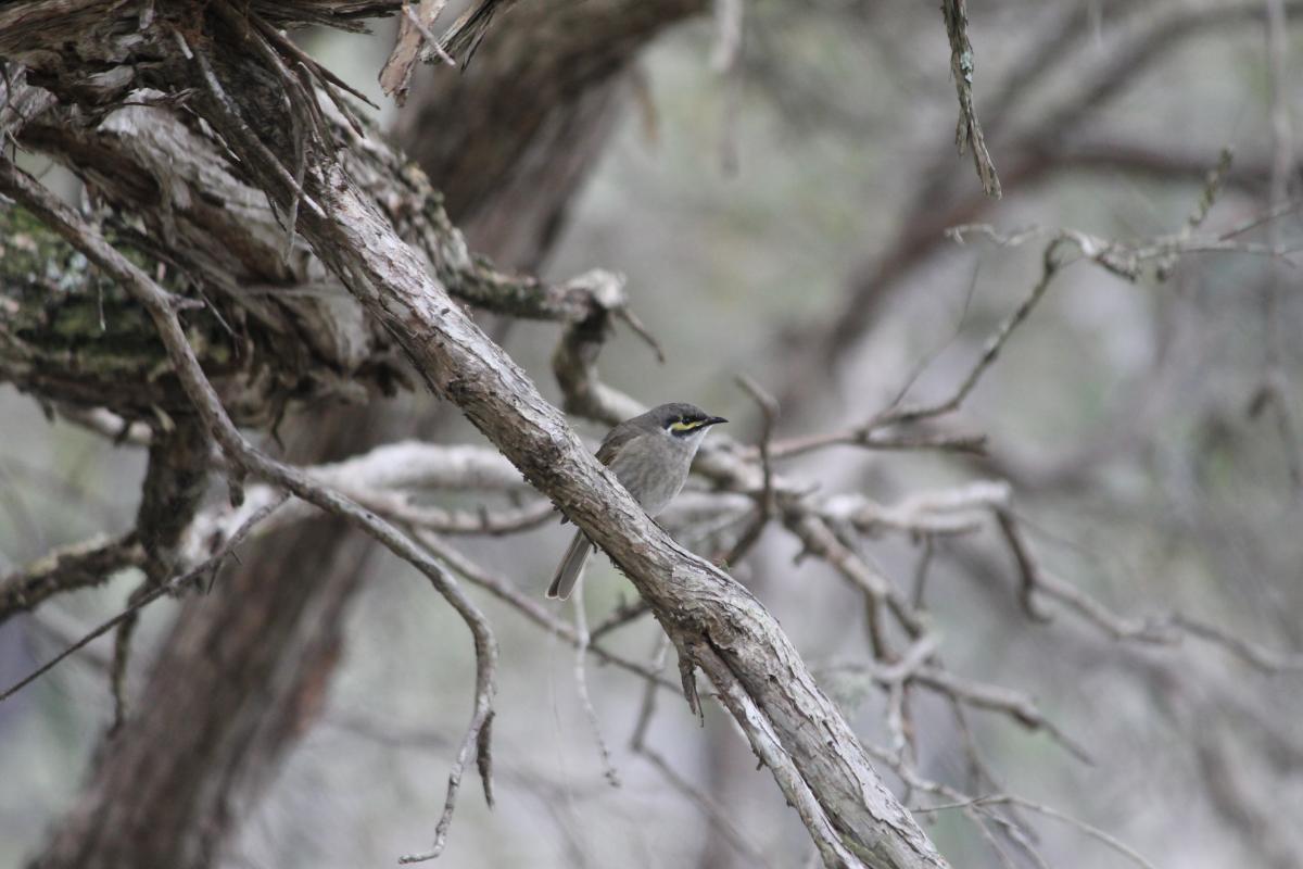 Yellow-faced Honeyeater (Lichenostomus chrysops)