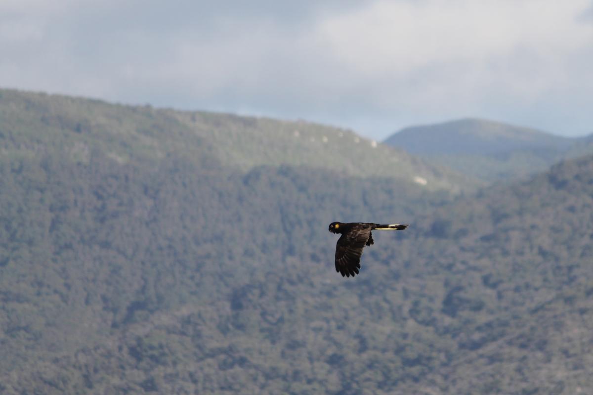 Yellow-tailed Black Cockatoo (Calyptorhynchus funereus)