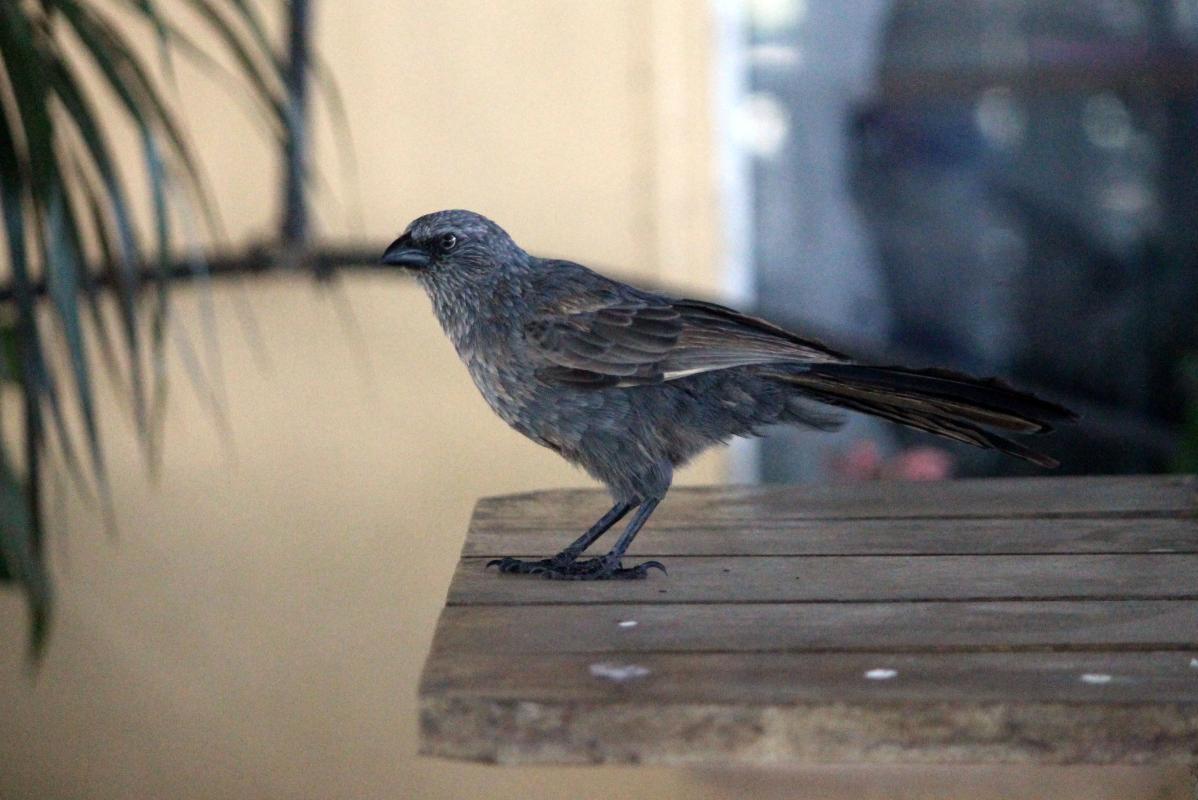 Apostlebird (Struthidea cinerea)