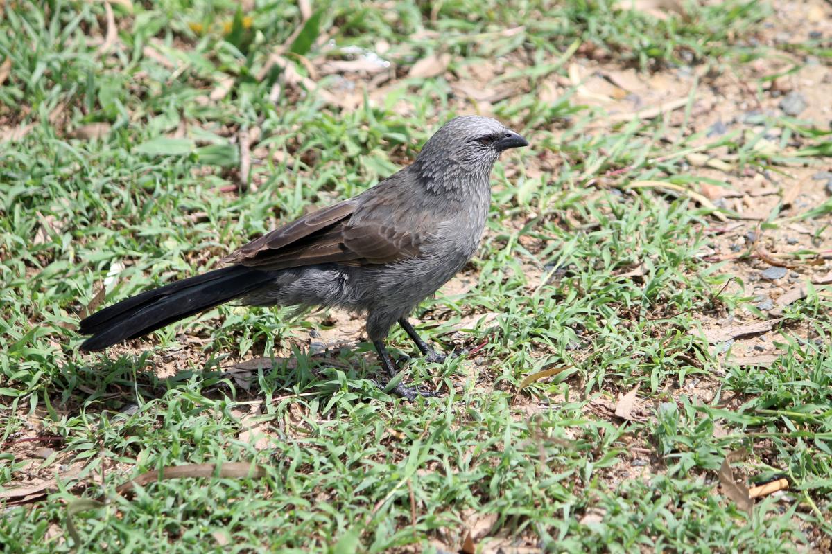 Apostlebird (Struthidea cinerea)