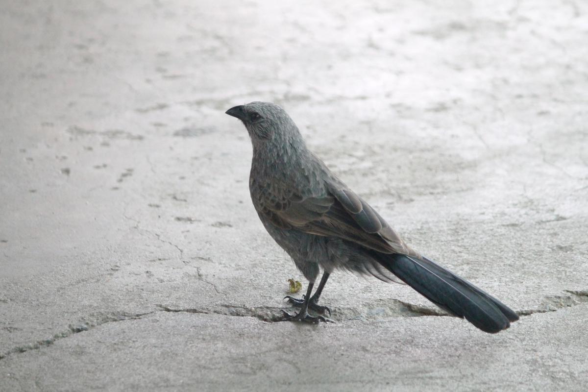 Apostlebird (Struthidea cinerea)