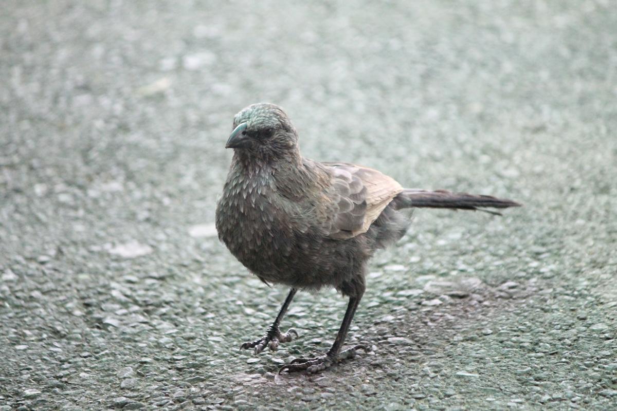 Apostlebird (Struthidea cinerea)