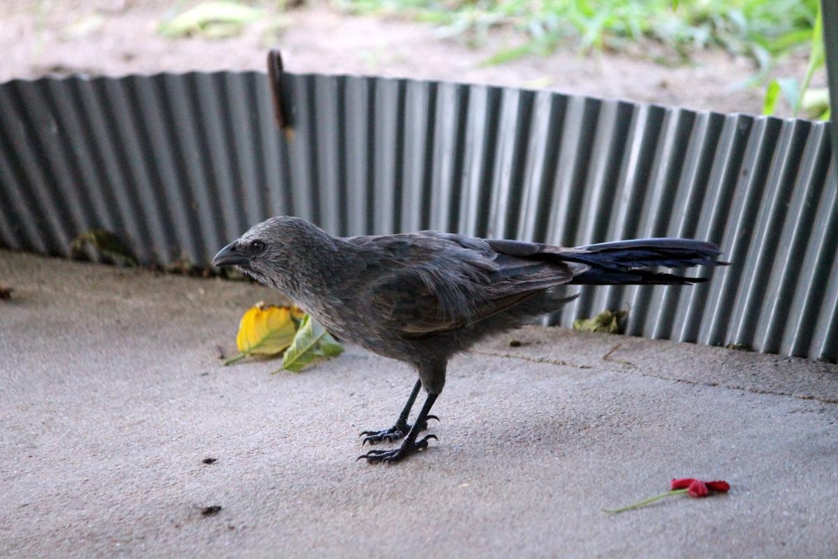 Apostlebird (Struthidea cinerea)