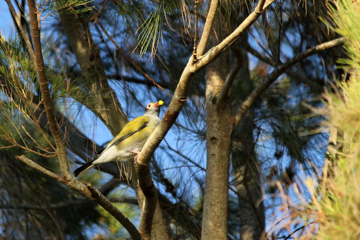 Australasian Figbird (Sphecotheres vieilloti)