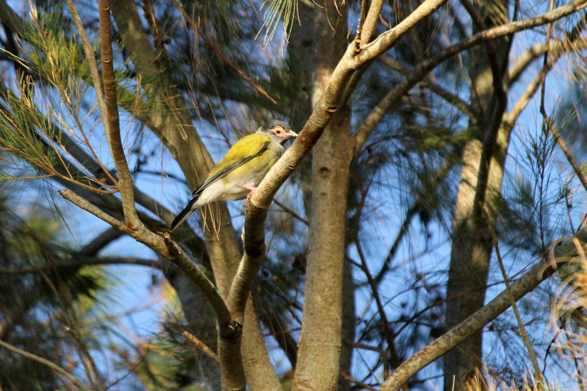 Australasian Figbird (Sphecotheres vieilloti)