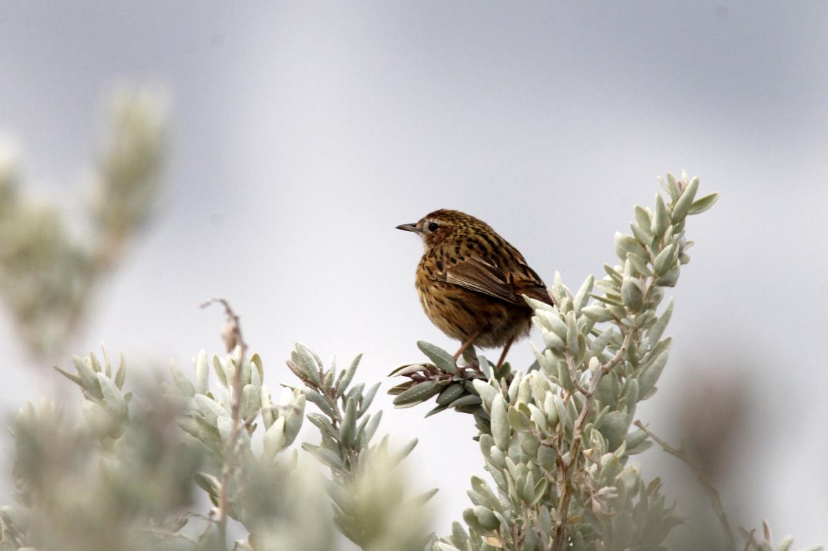 Australasian Pipit (Anthus novaeseelandiae)