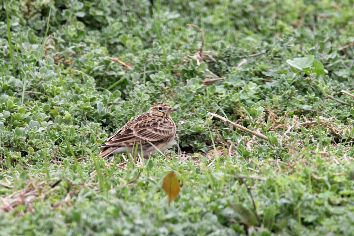 Australasian Pipit (Anthus novaeseelandiae)