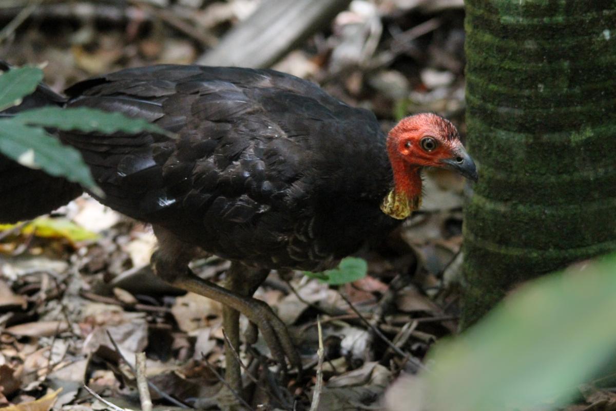 Australian Brushturkey (Alectura lathami)