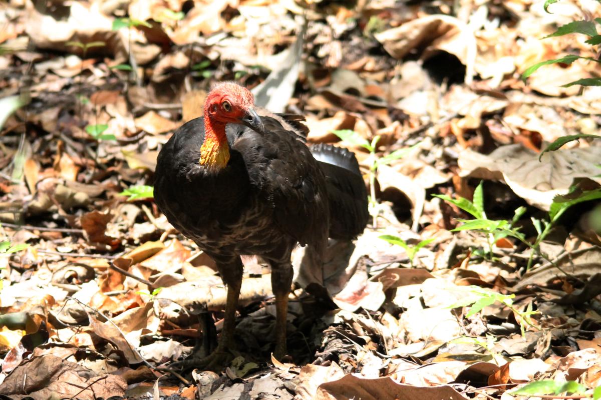 Australian Brushturkey (Alectura lathami)