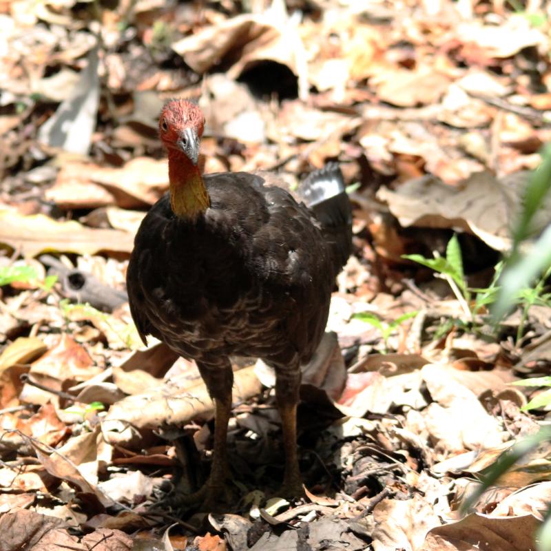 Australian Brushturkey (Alectura lathami)