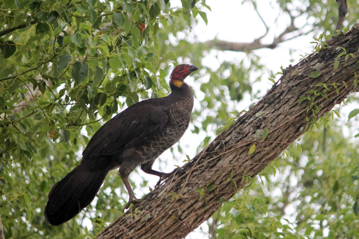 Australian Brushturkey (Alectura lathami)