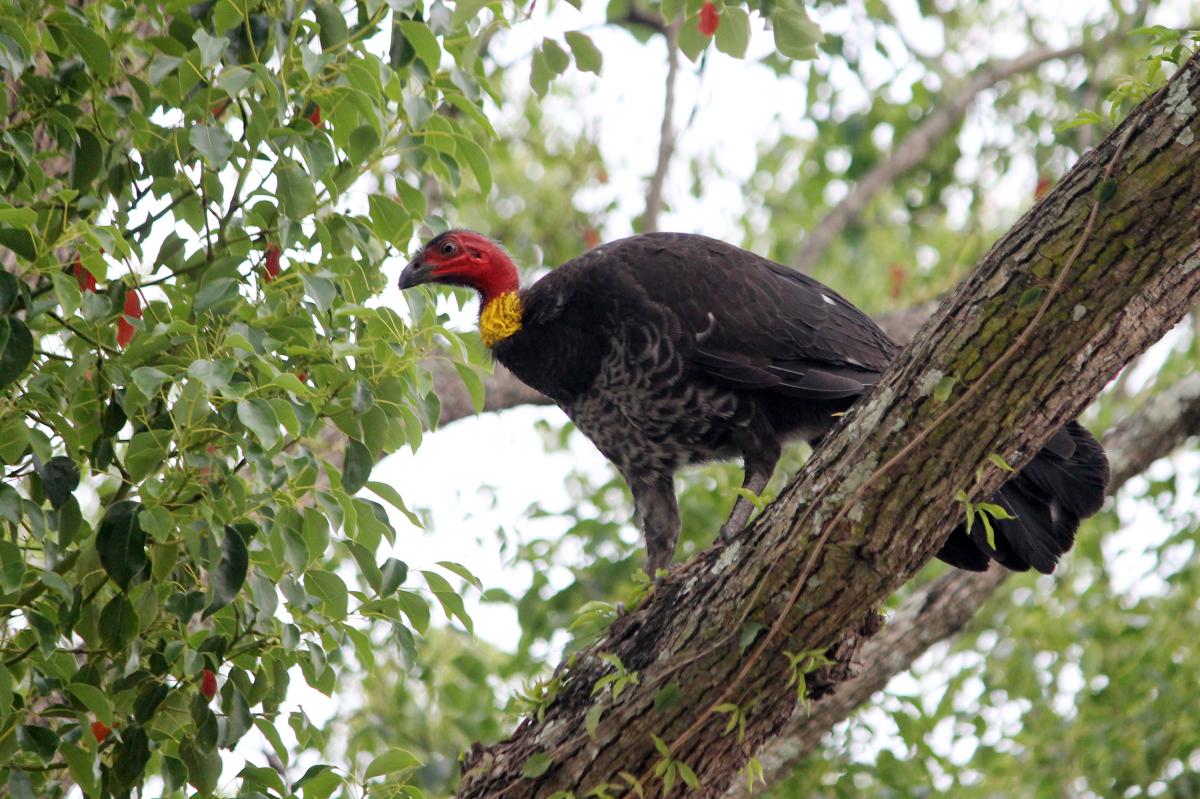 Australian Brushturkey (Alectura lathami)