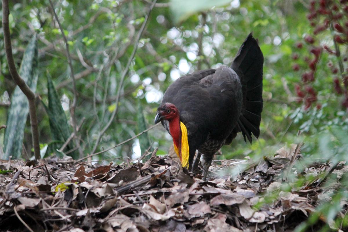 Australian Brushturkey (Alectura lathami)