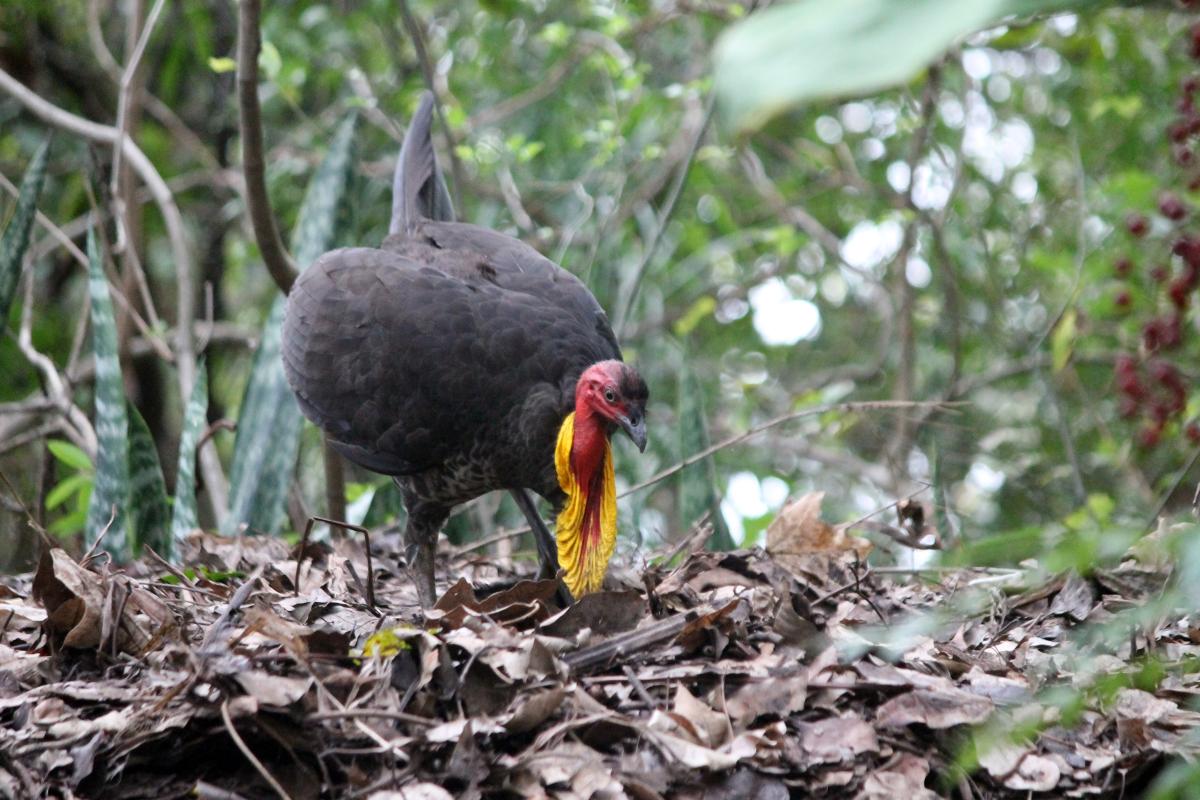 Australian Brushturkey (Alectura lathami)