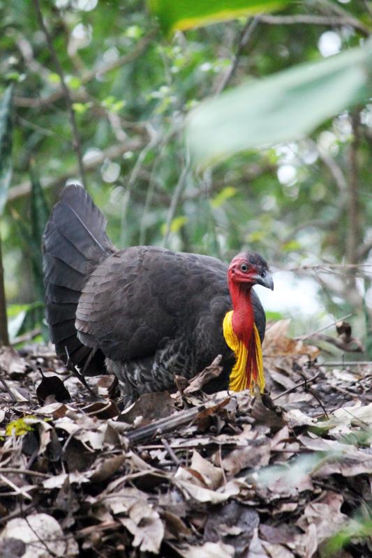 Australian Brushturkey (Alectura lathami)