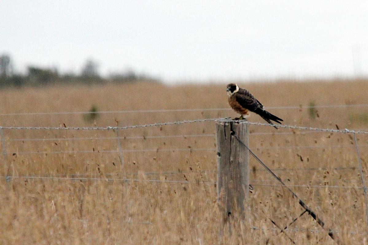 Australian Hobby (Falco longipennis)