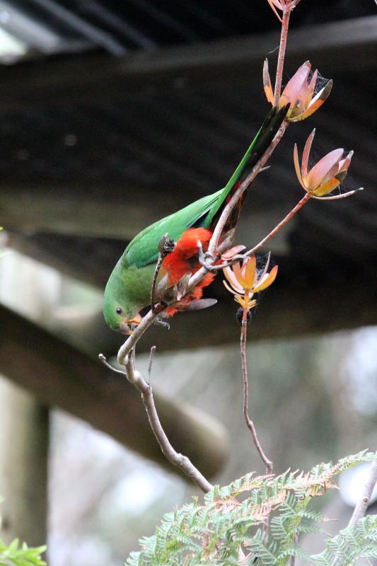 Australian King Parrot (Alisterus scapularis)