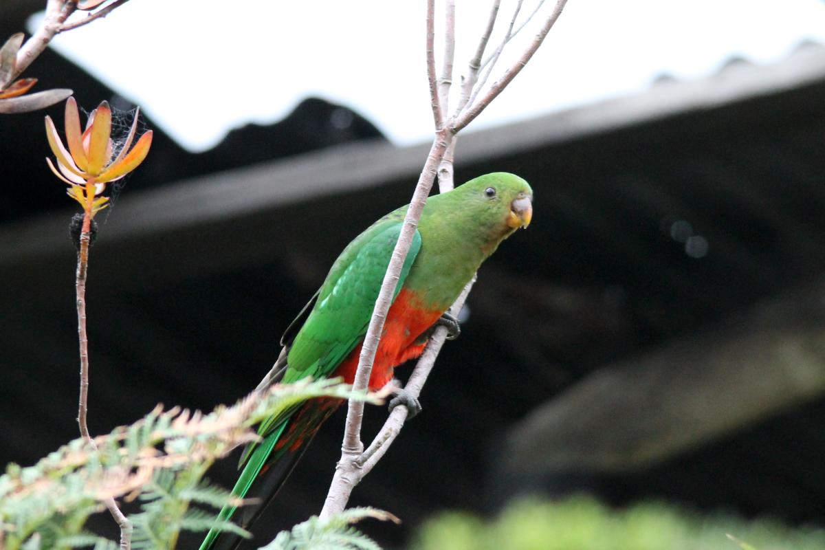 Australian King Parrot (Alisterus scapularis)