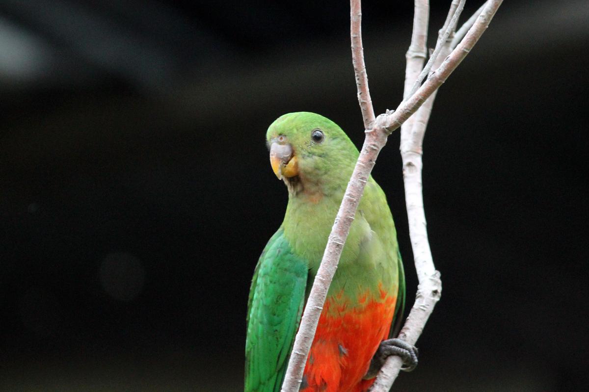 Australian King Parrot (Alisterus scapularis)