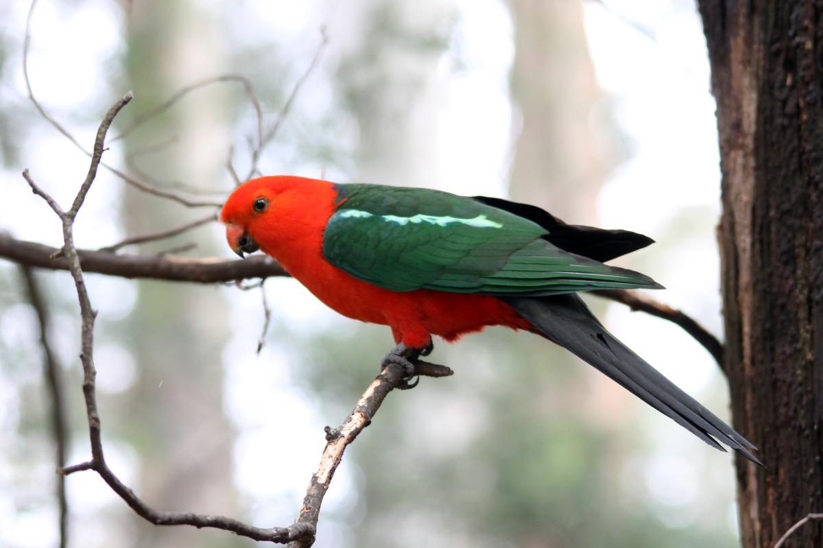 Australian King Parrot (Alisterus scapularis)