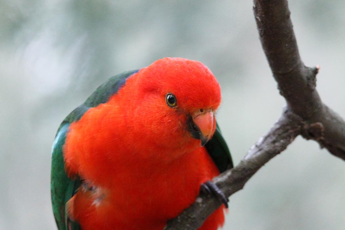 Australian King Parrot (Alisterus scapularis)