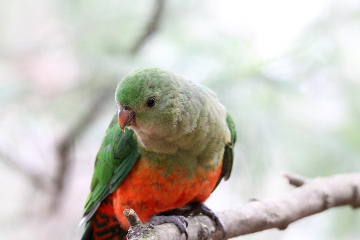 Australian King Parrot (Alisterus scapularis)