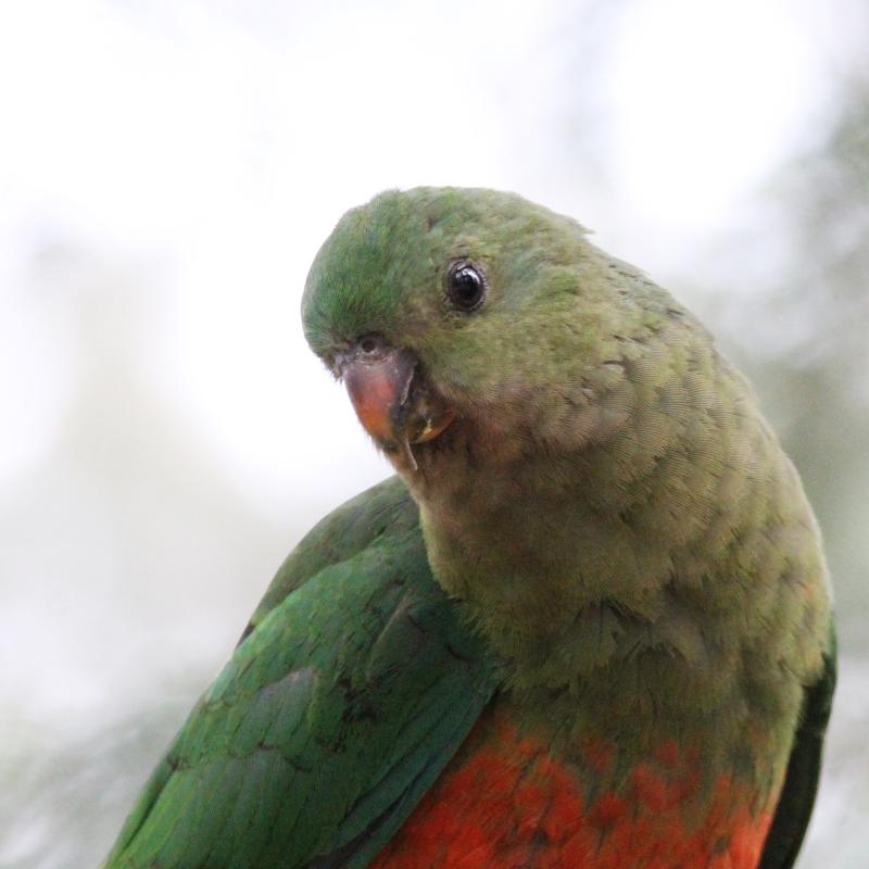 Australian King Parrot (Alisterus scapularis)